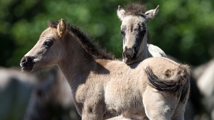 Wildpferde im Münsterland