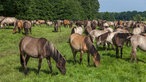 Wildpferde im Münsterland