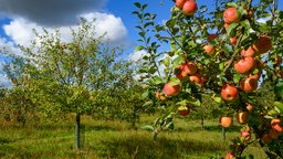 Apfelbäume auf einer Streuobstwiese.