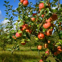 Apfelbäume auf einer Streuobstwiese.