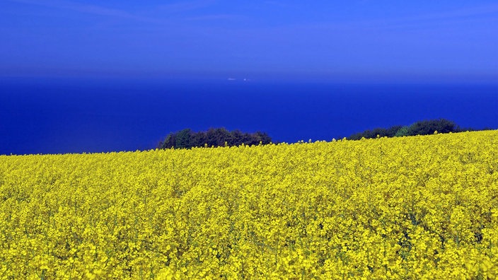 Blauer Himmel und gelber Raps, Nationalfarben der Ukraine
