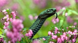 Eine Kreuz-Otter (Vipera berus) zwischen Schneeheide-Blüten.