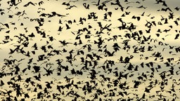 Das Beitragsbild des WDR3 Kulturfeature "Infrasound und Ultraschall - Erfahrungen jenseits des Hörbaren" zeigt einen Schwarm von Palmenflughunden im Flug 