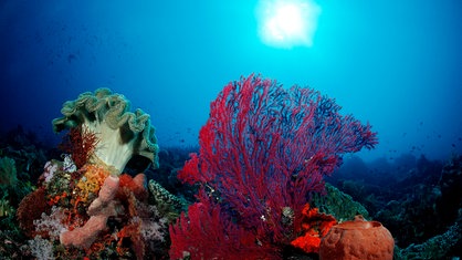 Buntes Korallenriff im Komodo Nationalpark im Indischen Ozean, durch das blaue Wasser dringt der Schein der Sonne.