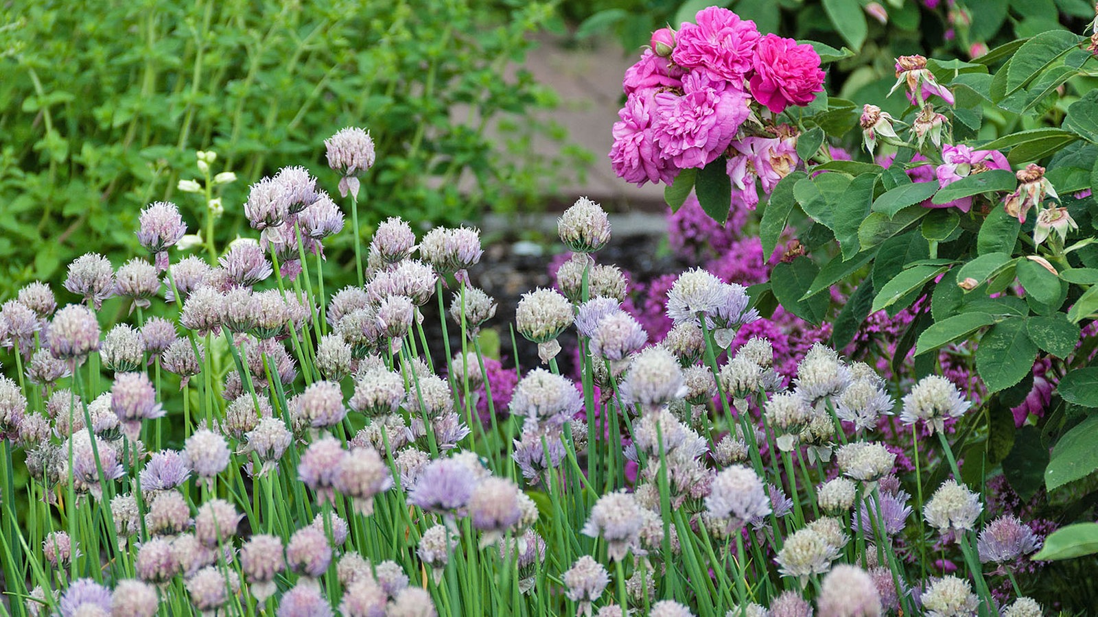 Ein Rosengarten