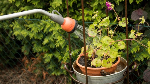 Blumen werden mit einer Gießkanne gegossen