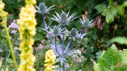 Eine blau-blühende Edeldistel und eine gelb-blühende Königskerze