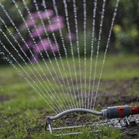 Richtiges Gießen ist im Sommer besonders wichtig