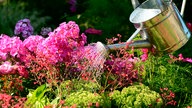 Eine Gießkanne gießt Wasser auf eine Ansammlung an Blumen im Garten