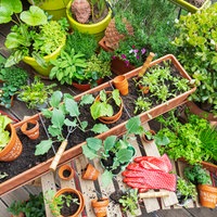 Ein Balkon, auf dem mehrere Pflanzkübel mit verschiedene Gemüsesorten stehen und gerade gegärtnert wird: Gartenhandschuhe liegen auf dem Tisch, eine Harke steckt in einem Pflanzkasten, daneben liegen auch einige noch unbenutzte Pflanztöpfe. 