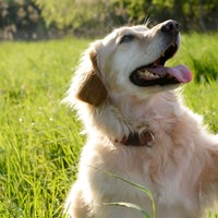 Ein Golden Retriever auf einem Feld gibt einer Person die Pfote und schaut sie an. 