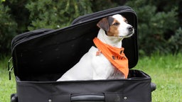 Hund im Koffer