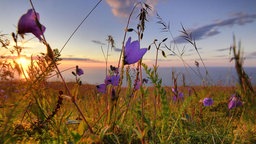 Sommerwiese mit blühenden Blumen und Abendsonne