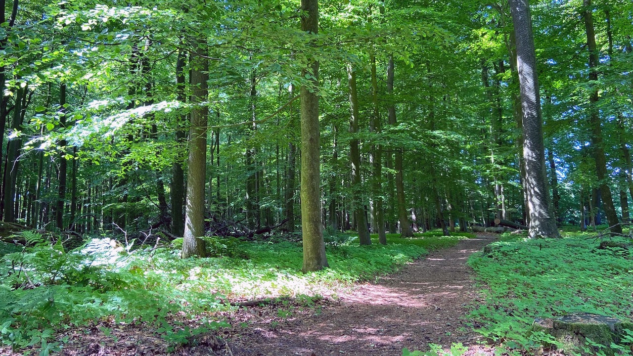 Durch die Baumberge: Ein Naturwanderweg durch einen grünen Wald