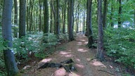Durch die Baumberge: Ein Waldweg mit Lichtspielen durch die Blätter kommend