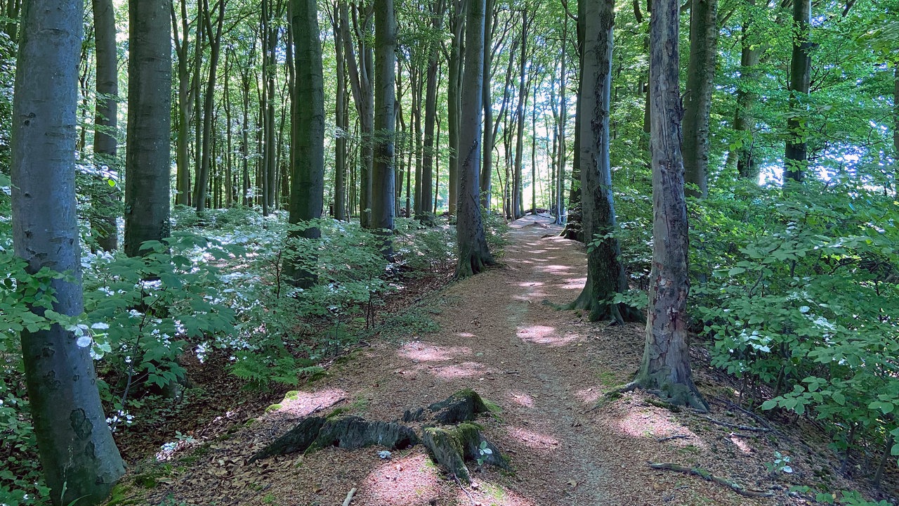 Durch die Baumberge: Ein Waldweg mit Lichtspielen durch die Blätter kommend