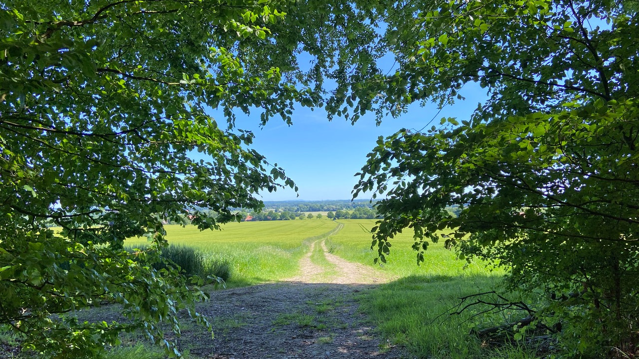 Durch die Baumberge: Ausblick vom Waldweg auf Felder und blauem Himmel