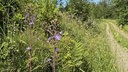 Wandern auf dem Bergwiesenpfad bei Winterberg: Wegesrand mit durchgängig viele Blumen, Farne und Sträucher
