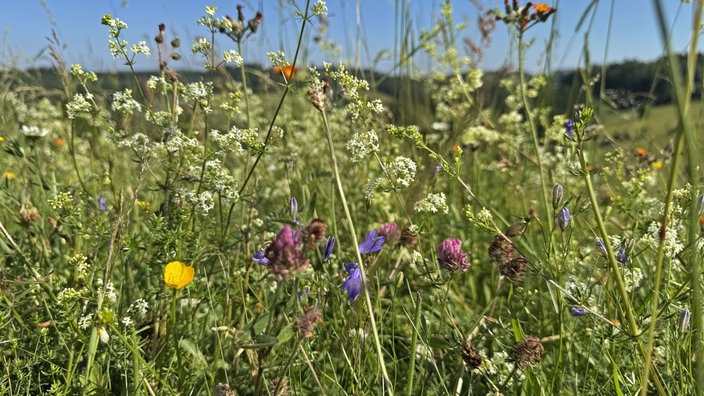Wandern auf dem Bergwiesenpfad bei Winterberg: Viele Blumen auf Wiese