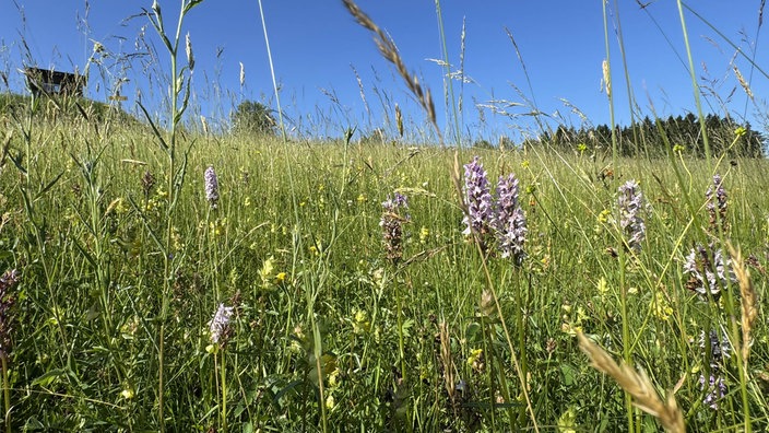 Bergwiese mit Knabenkraut, eine Orchideenart, die auf den Bergwiesen bei Altastenberg wächst. 