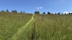 Wandern auf dem Bergwiesenpfad bei Winterberg: Bunte Bergwiese