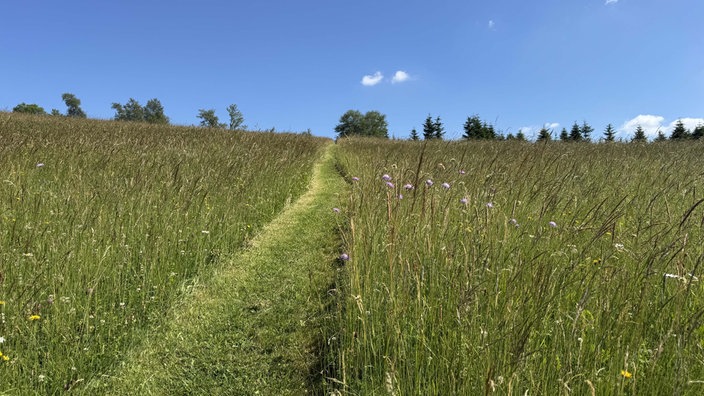 Wandern auf dem Bergwiesenpfad bei Winterberg: Bunte Bergwiese