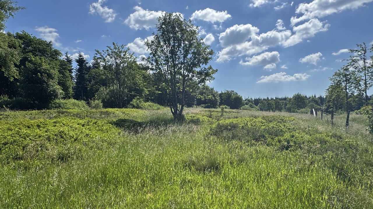 Wandern auf dem Bergwiesenpfad bei Winterberg: Heidelandschaft mit Blau- und Preiselbeerbüschen