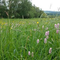 Entlang an bunten Wiesen und einem gurgelnden Bach - im Gilsbachtal bei Burbach