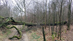 Spaziergang "Barfuß durch die Haard"