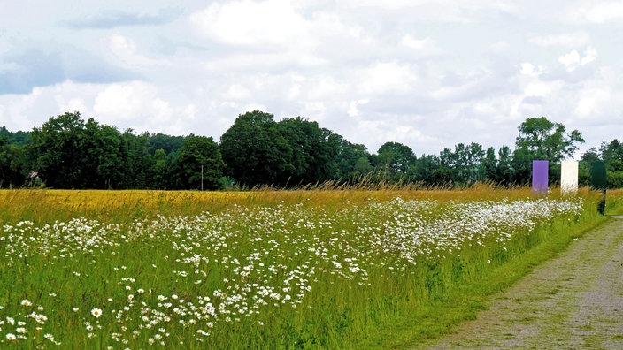 Droste-Land: Lyrikweg - mit Blumenwiese gesäumter Wanderweg mit Wand im Hintergrund