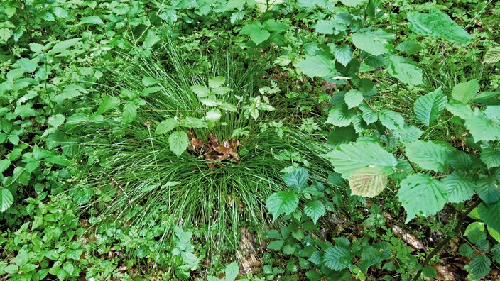 Droste-Land: Lyrikweg - Grasbüschel auf einer grünen Wiese