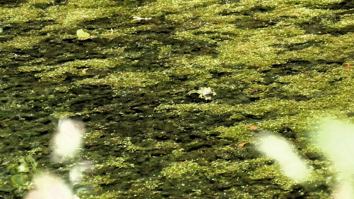 Droste-Land: Lyrikweg - Ein Frosch im grünlichen Gewässer