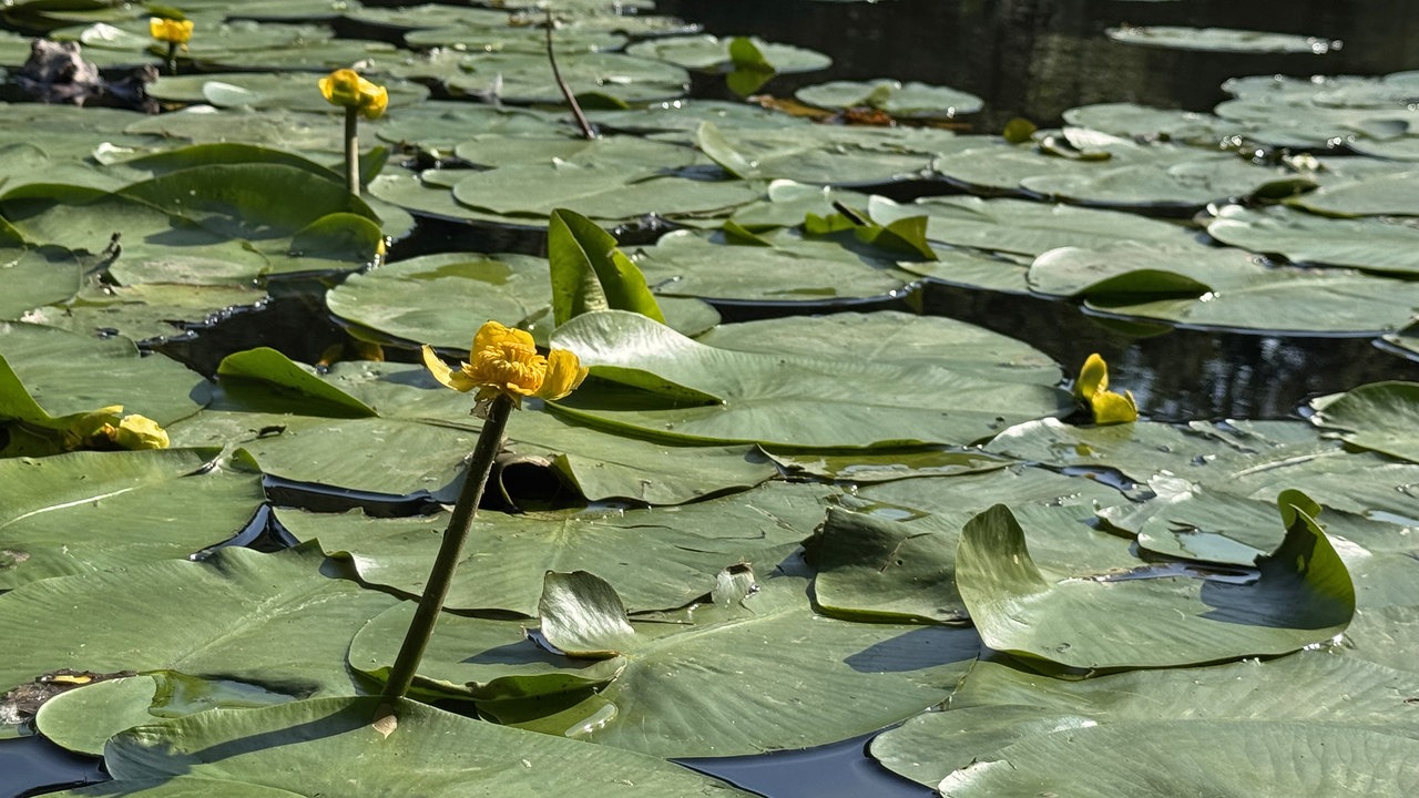 Hexenteich und Liebesweg in Menden im Sauerland: Gelbe Seerosenblüten zwischen großen Schwimmblättern auf dem Hexenteich.