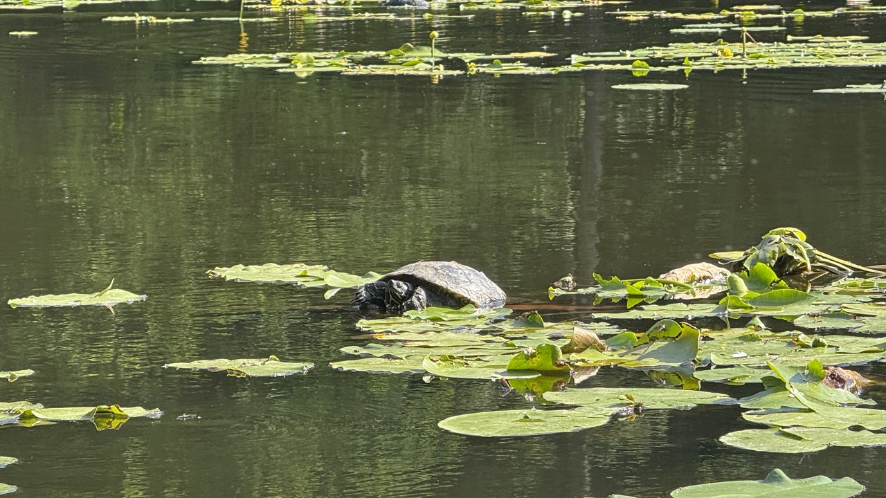 Hexenteich und Liebesweg in Menden im Sauerland: Wasserschildkröte zwischen Seerosenblättern auf dem ruhig gelegenen Hexenteich.