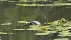 Hexenteich und Liebesweg in Menden im Sauerland: Wasserschildkröte zwischen Seerosenblättern auf dem ruhig gelegenen Hexenteich.