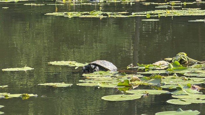 Hexenteich und Liebesweg in Menden im Sauerland: Wasserschildkröte zwischen Seerosenblättern auf dem ruhig gelegenen Hexenteich.