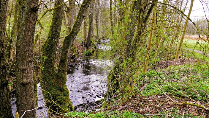 Eine schmale, sanfte Stelle der Aa: Das Flüsschen fließt von schmalen, moos-bewachsenen Bäumen daher links im Bild, rechts im Bild sieht man einen schmalen Waldweg. 