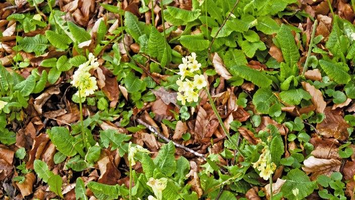 Zwei hellgelbe Hohe Schlüsselblumen wachsen im Waldboden. 