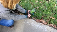 Auf "Krautschau" in Fröndenberg: Frau benutzt kniend eine Pflanzen-Erkennungsapp