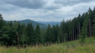 Die Oberhundemer Bergtour: Blick auf intakte Fichtenwälder