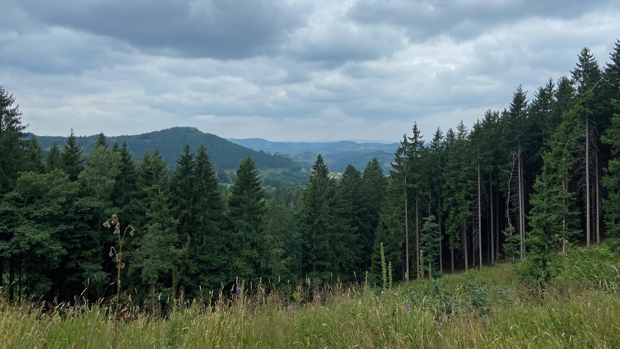 Die Oberhundemer Bergtour: Blick auf intakte Fichtenwälder