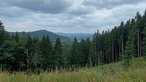 Die Oberhundemer Bergtour: Blick auf intakte Fichtenwälder
