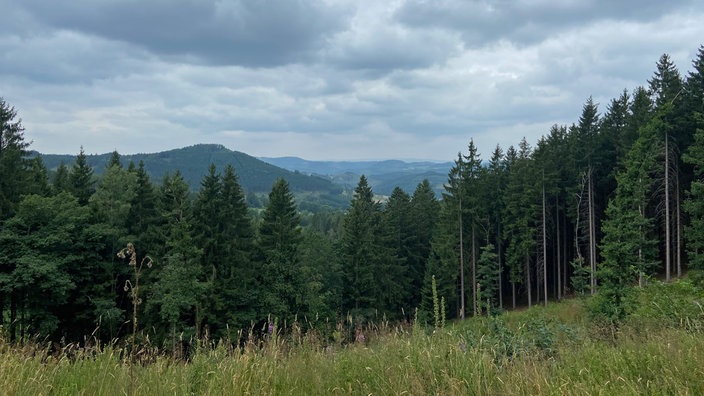 Die Oberhundemer Bergtour: Blick auf intakte Fichtenwälder