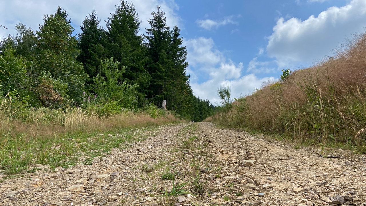 Die Oberhundemer Bergtour: Ein geschotterter Forstweg, seitlich Wiesen und im Hintergrund Fichten