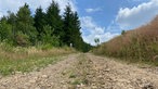 Die Oberhundemer Bergtour: Ein geschotterter Forstweg, seitlich Wiesen und im Hintergrund Fichten