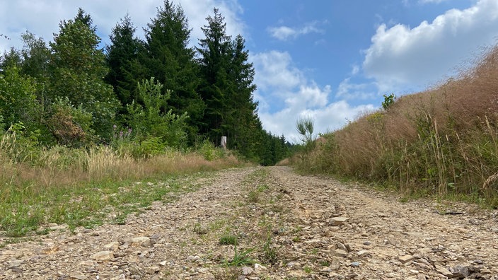 Die Oberhundemer Bergtour: Ein geschotterter Forstweg, seitlich Wiesen und im Hintergrund Fichten