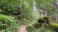 Die Oberhundemer Bergtour: Schmaler Wanderweg durch den hügeligen Wald
