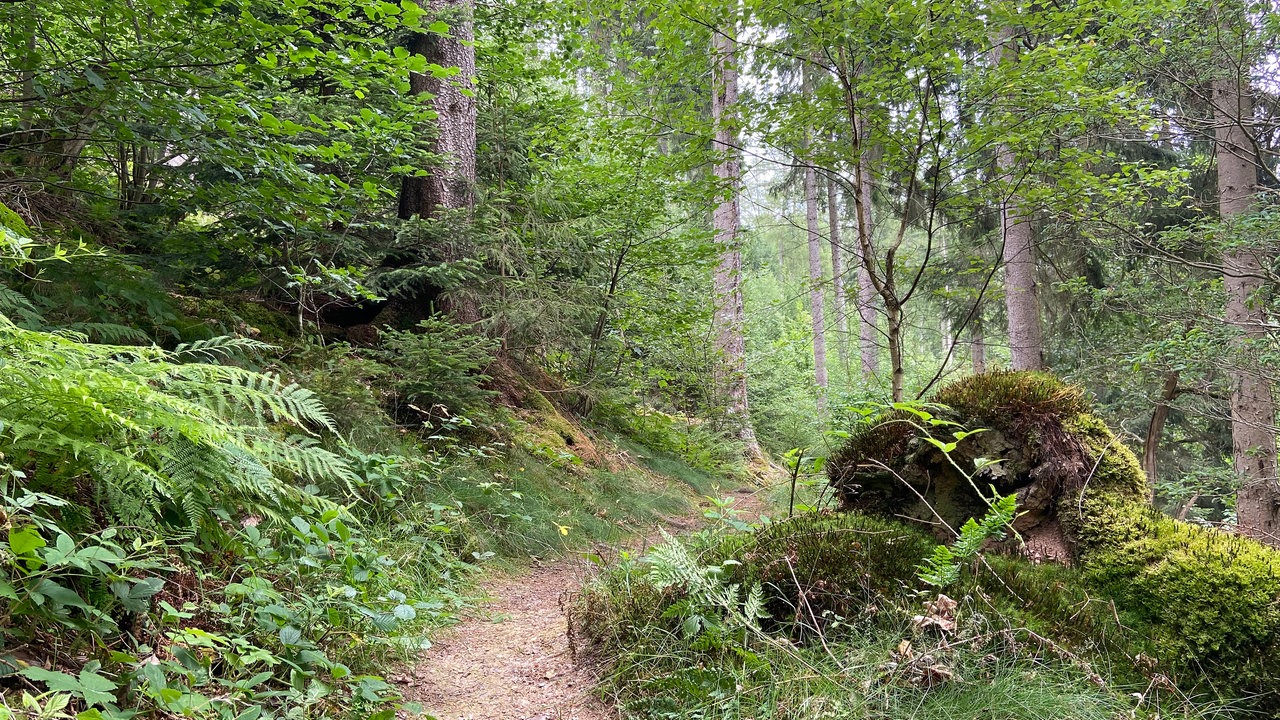 Die Oberhundemer Bergtour: Schmaler Wanderweg durch den hügeligen Wald