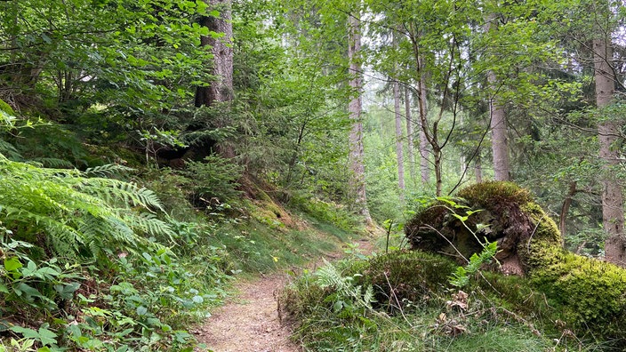 Die Oberhundemer Bergtour: Schmaler Wanderweg durch den hügeligen Wald