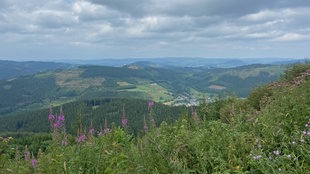 Die Oberhundemer Bergtour: Weitblick über Täler und Hügel mit violetten Wildblumen im Vordergrund